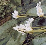 bílá Květina Voda Hloh charakteristiky a fotografie