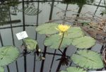 Garden Flowers Water lily, Nymphaea yellow Photo, description and cultivation, growing and characteristics