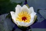 Garden Flowers Water lily, Nymphaea white Photo, description and cultivation, growing and characteristics