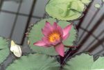 Garden Flowers Water lily, Nymphaea pink Photo, description and cultivation, growing and characteristics
