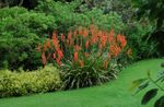 Flores do Jardim Watsonia, Lírio Bugle vermelho foto, descrição e cultivo, crescente e características