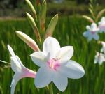 bláthanna gairdín Watsonia, Lile Bugle bán Photo, Cur síos agus saothrú, ag fás agus saintréithe