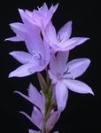 Trädgårdsblommor Watsonia, Bugle Lilja lila Fil, beskrivning och uppodling, odling och egenskaper