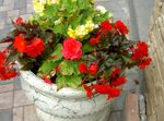 red Flower Wax Begonia, Tuberous Begonia characteristics and Photo