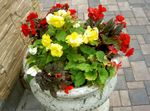 Gartenblumen Wachs-Begonie, Knollenbegonie, Begonia tuberhybrida gelb Foto, Beschreibung und Anbau, wächst und Merkmale