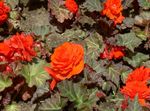 naranja Flor Cera Begonia, Begonia Tuberosa características y Foto