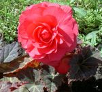 rosa Flor Cera Begonia, Begonia Tuberosa características y Foto