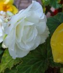 Vax Begonia, Tuberös Begonia