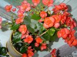 园林花卉 蜡秋海棠, Begonia semperflorens cultorum 橙 照, 描述 和 养殖, 成长 和 特点