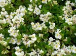 Zahradní květiny Voskové Begónie, Begonia semperflorens cultorum bílá fotografie, popis a kultivace, pěstování a charakteristiky