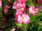 Zahradní květiny Voskové Begónie, Begonia semperflorens cultorum růžový fotografie, popis a kultivace, pěstování a charakteristiky