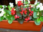 Gartenblumen Wachs Begonien, Begonia semperflorens cultorum rot Foto, Beschreibung und Anbau, wächst und Merkmale