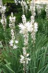 Hage blomster Hvit Romeplanten, Asphodelus hvit Bilde, beskrivelse og dyrking, voksende og kjennetegn