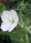 Zahradní květiny Bílý Pryskyřník, Bledý Pupalkový, Oenothera bílá fotografie, popis a kultivace, pěstování a charakteristiky