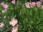 Flores de jardín Botón De Oro Blanco, Onagra Pálido, Oenothera rosa Foto, descripción y cultivo, cultivación y características