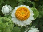 bílá Květina Okřídlený Věčný charakteristiky a fotografie