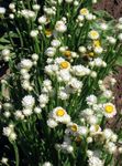Zahradní květiny Okřídlený Věčný, Ammobium alatum bílá fotografie, popis a kultivace, pěstování a charakteristiky