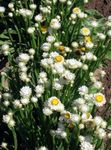 garður blóm Winged Eilíft, Ammobium alatum hvítur mynd, lýsing og ræktun, vaxandi og einkenni