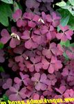 Садовые Цветы Кислица, Oxalis желтый Фото, описание и выращивание, выращивание и характеристика