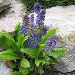 blue Flower Wulfenia characteristics and Photo