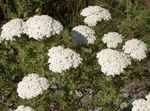 Yarrow, Siankärsämö, Staunchweed, Verisiä, Thousandleaf, Sotilaan Peltopähkämö