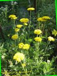I fiori da giardino Achillea, Staunchweed, Sanguinario, Woundwort Thousandleaf, Del Soldato giallo foto, descrizione e la lavorazione, la coltivazione e caratteristiche