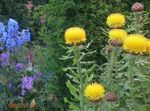 Κίτρινο Hardhead, Bighead Knapweed, Γίγαντας Knapweed, Αρμενίων Basketflower, Knapweed Χνούδι Λεμόνι