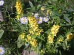 Hage blomster Gul Loosestrife, Lysimachia punctata gul Bilde, beskrivelse og dyrking, voksende og kjennetegn