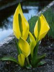 Садові Квіти Лізіхітон, Lysichiton жовтий Фото, опис і вирощування, зростаючий і характеристика