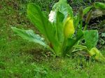 Tuin Bloemen Gele Stinkdier Kool, Lysichiton wit foto, beschrijving en teelt, groeiend en karakteristieken