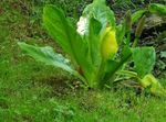 Flores de jardín Amarillo Col De Mofeta, Lysichiton blanco Foto, descripción y cultivo, cultivación y características