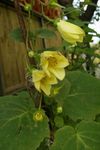 I fiori da giardino Campane Cera Giallo, Kirengeshoma palmata giallo foto, descrizione e la lavorazione, la coltivazione e caratteristiche