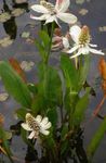 Tuin Bloemen Yerba Mansa, Valse Anemoon, Hagedis Staart, Anemopsis californica wit foto, beschrijving en teelt, groeiend en karakteristieken