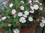 Flores do Jardim Zaluzianskya, Noite Phlox branco foto, descrição e cultivo, crescente e características