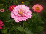 Hage blomster Zinnia rosa Bilde, beskrivelse og dyrking, voksende og kjennetegn