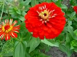 Záhradné kvety Cínie, Zinnia červená fotografie, popis a pestovanie, pestovanie a vlastnosti