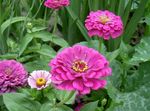 Hage blomster Zinnia syrin Bilde, beskrivelse og dyrking, voksende og kjennetegn