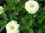 Λουλούδια κήπου Ζίννια, Zinnia λευκό φωτογραφία, περιγραφή και καλλιέργεια, φυτοκομεία και χαρακτηριστικά