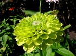 庭の花 百日草, Zinnia 緑色 フォト, 説明 と 栽培, 成長 と 特性