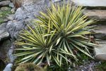 Süs Bitkileri Adam'ın Iğne, Spoonleaf Yuka, Iğne-Palm yapraklı süs, Yucca filamentosa çok renkli fotoğraf, tanım ve yetiştirme, büyüyen ve özellikleri