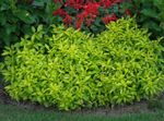 Ornamental Plants Alternanthera leafy ornamentals light green Photo, description and cultivation, growing and characteristics