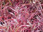 Ornamental Plants Alternanthera leafy ornamentals red Photo, description and cultivation, growing and characteristics
