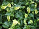 Ornamental Plants Alternanthera leafy ornamentals white Photo, description and cultivation, growing and characteristics