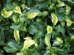 ホワイト 緑豊かな観葉植物 Alternanthera 特性 と フォト