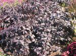 Ornamental Plants Alternanthera leafy ornamentals burgundy,claret Photo, description and cultivation, growing and characteristics