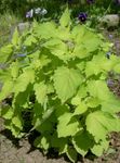 yellow Leafy Ornamentals Anise Hyssop, Licorice Mint characteristics and Photo
