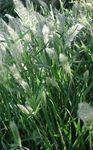 毎年恒例のひげ草、毎年ウサギの足の草