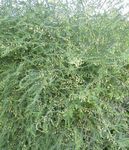 Prydplanter Asparges grønne pryd, Asparagus grønn Bilde, beskrivelse og dyrking, voksende og kjennetegn