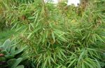 Prydplanter Bambus korn, Fargesia lysegrøn Foto, beskrivelse og dyrkning, voksende og egenskaber
