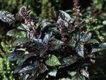 Dekoratívne rastliny Bazalka dekoratívne a listnaté, Ocimum basilicum tmavo-zelená fotografie, popis a pestovanie, pestovanie a vlastnosti